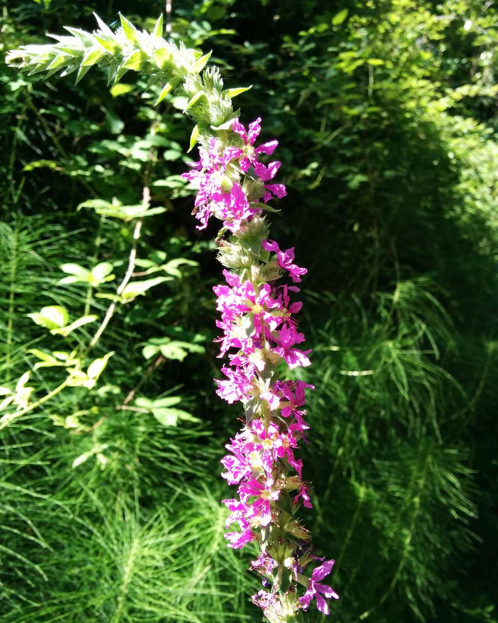Lythrum salicaria